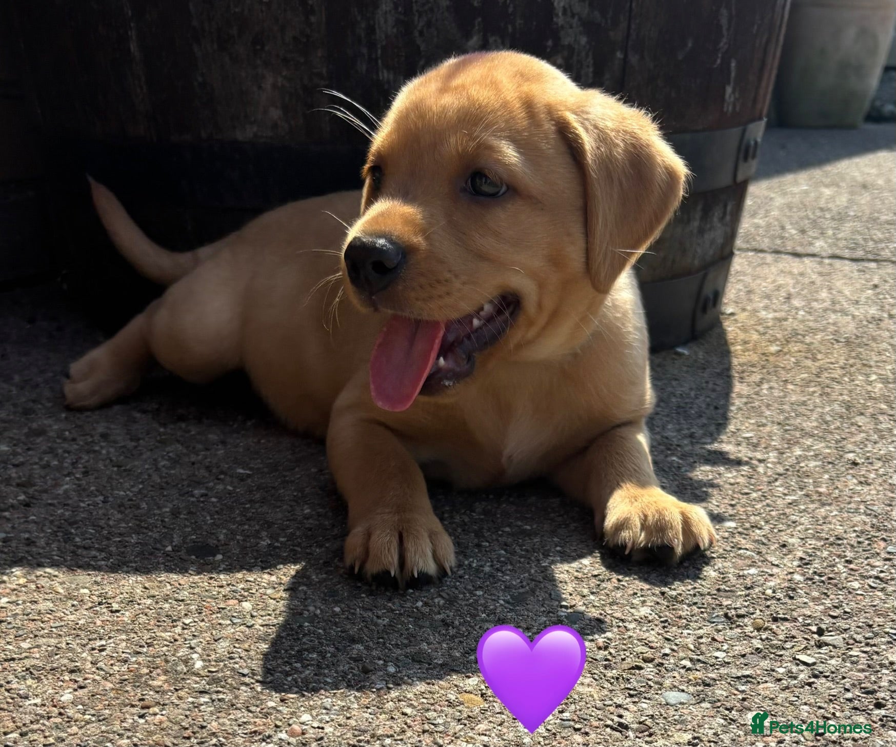 Labrador Retriever dogs Stunning Red Fox & Golden Labrador Puppies - Advert 2