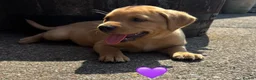 Labrador Retriever dogs for sale: Stunning Fox Red & Golden Labrador Puppies - Advert 4