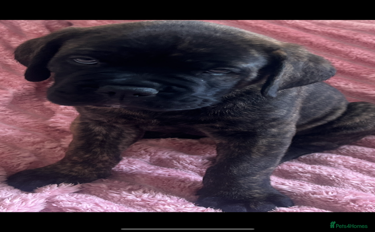 Mixed Breed dogs - Advert 16