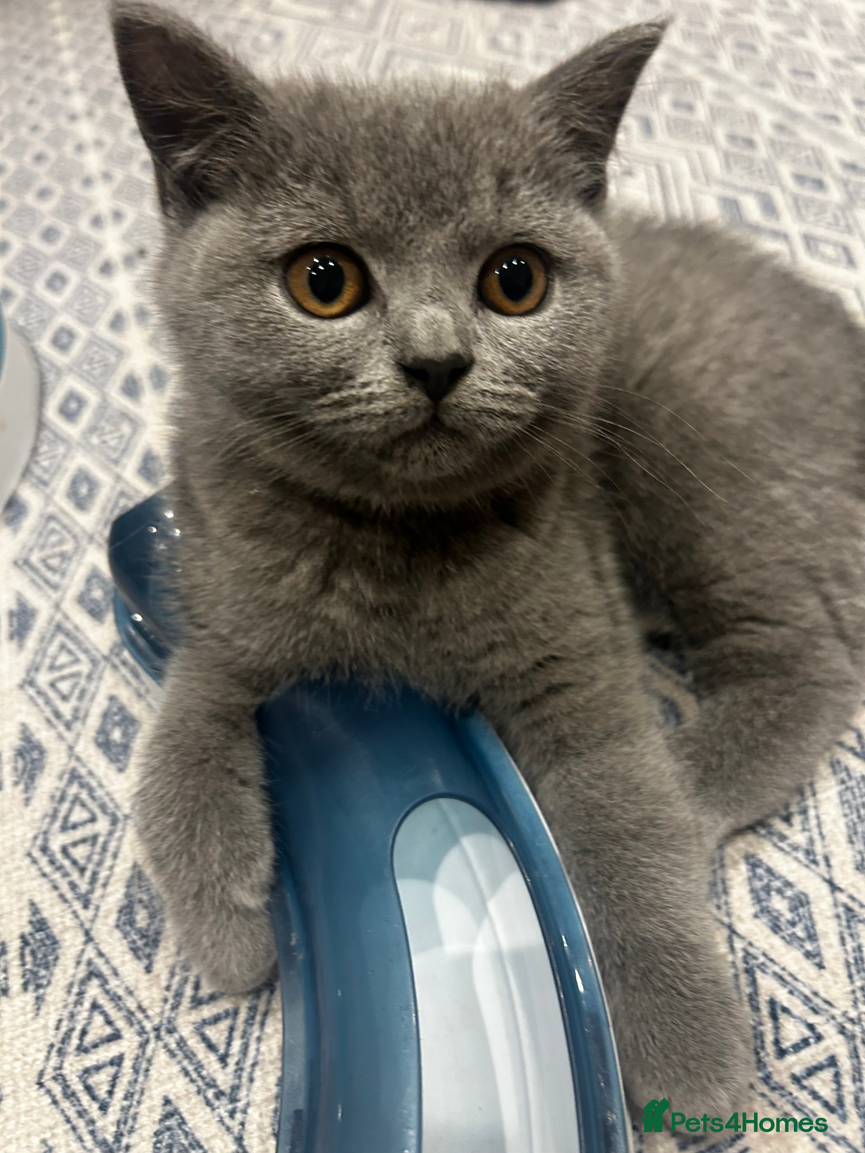 British Shorthair cats GCCF BSH show quality kittens  - Advert 16