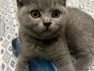 British Shorthair cats GCCF BSH show quality kittens - Advert 16