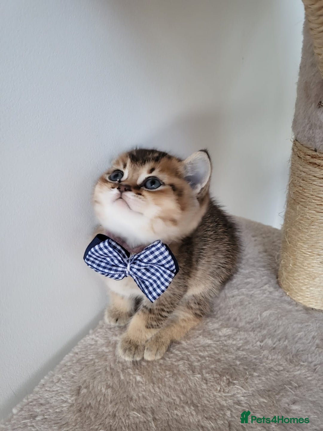 British Shorthair cats for sale:  **  **  **  ** BRITISH SHORTLY **  **  **  **   - Advert 7