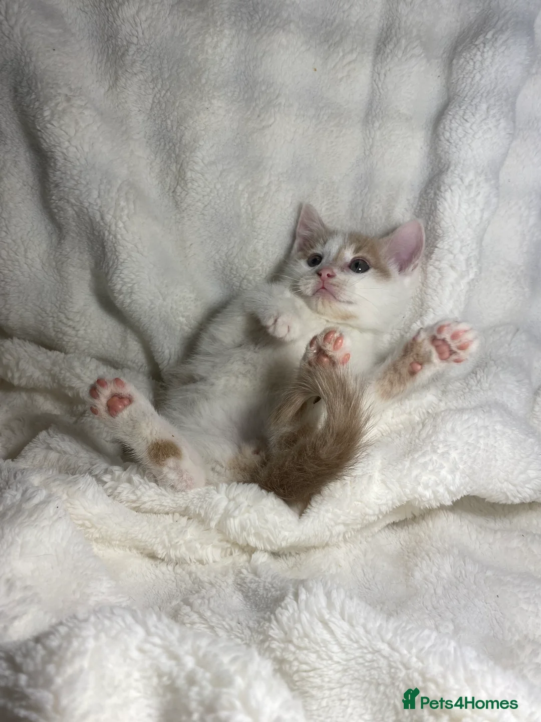 Mixed Breed cats for sale: 3 Adorable Kittens Ready For Their New Home🏡 - Advert 7