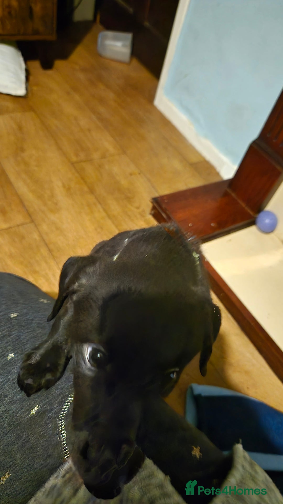 Mixed Breed dogs for sale: Greyhound lurcher cross - Advert 13