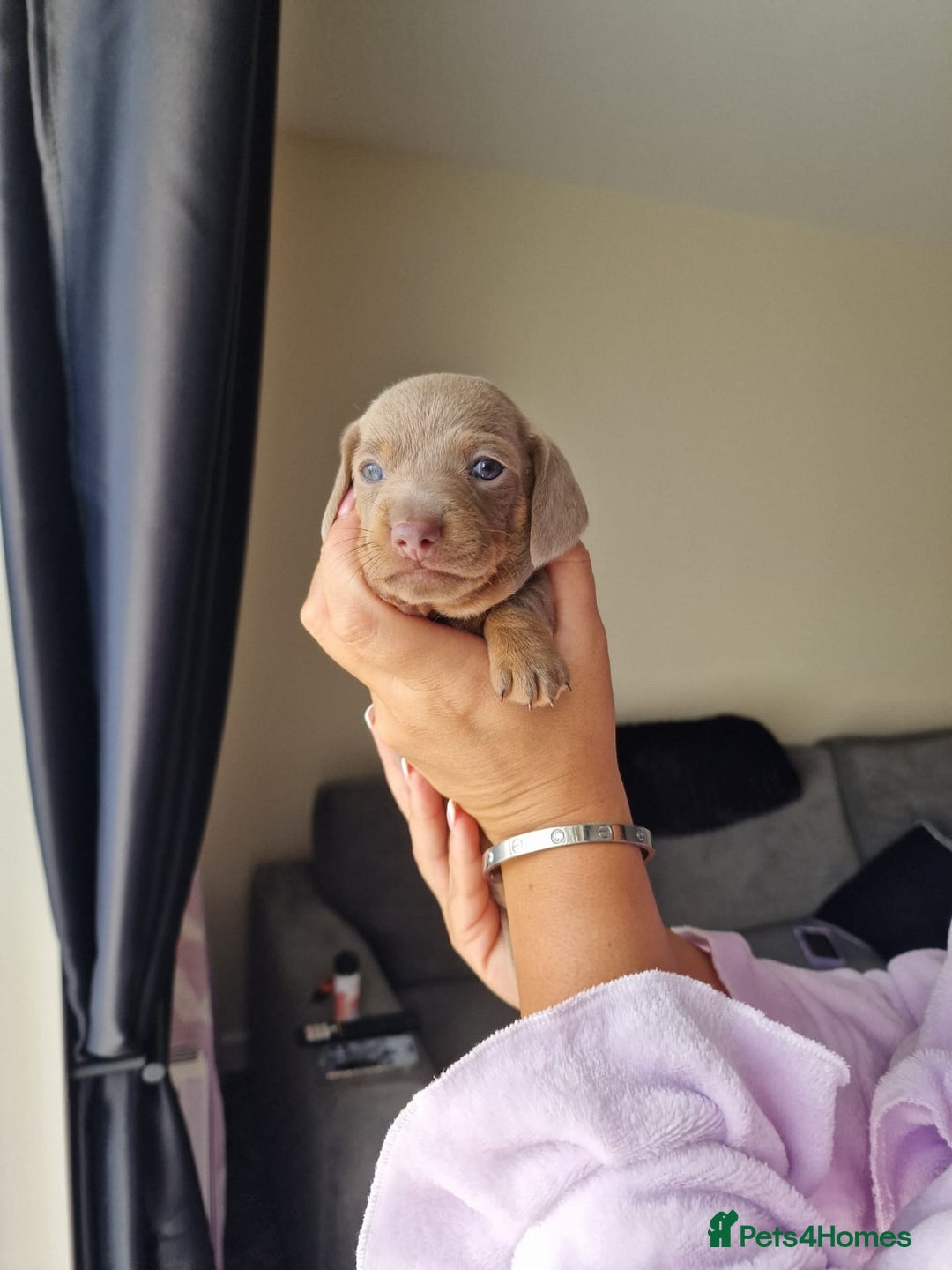Dachshund dogs for sale: Dachshund puppies for sale - Advert 7