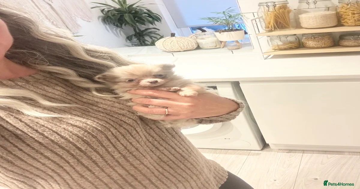 Long haired chihuahua merle Pets & Animals for sale | Pets4Homes