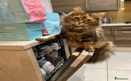 Mixed Breed cats for sale: Fluffy boy  - Image 5