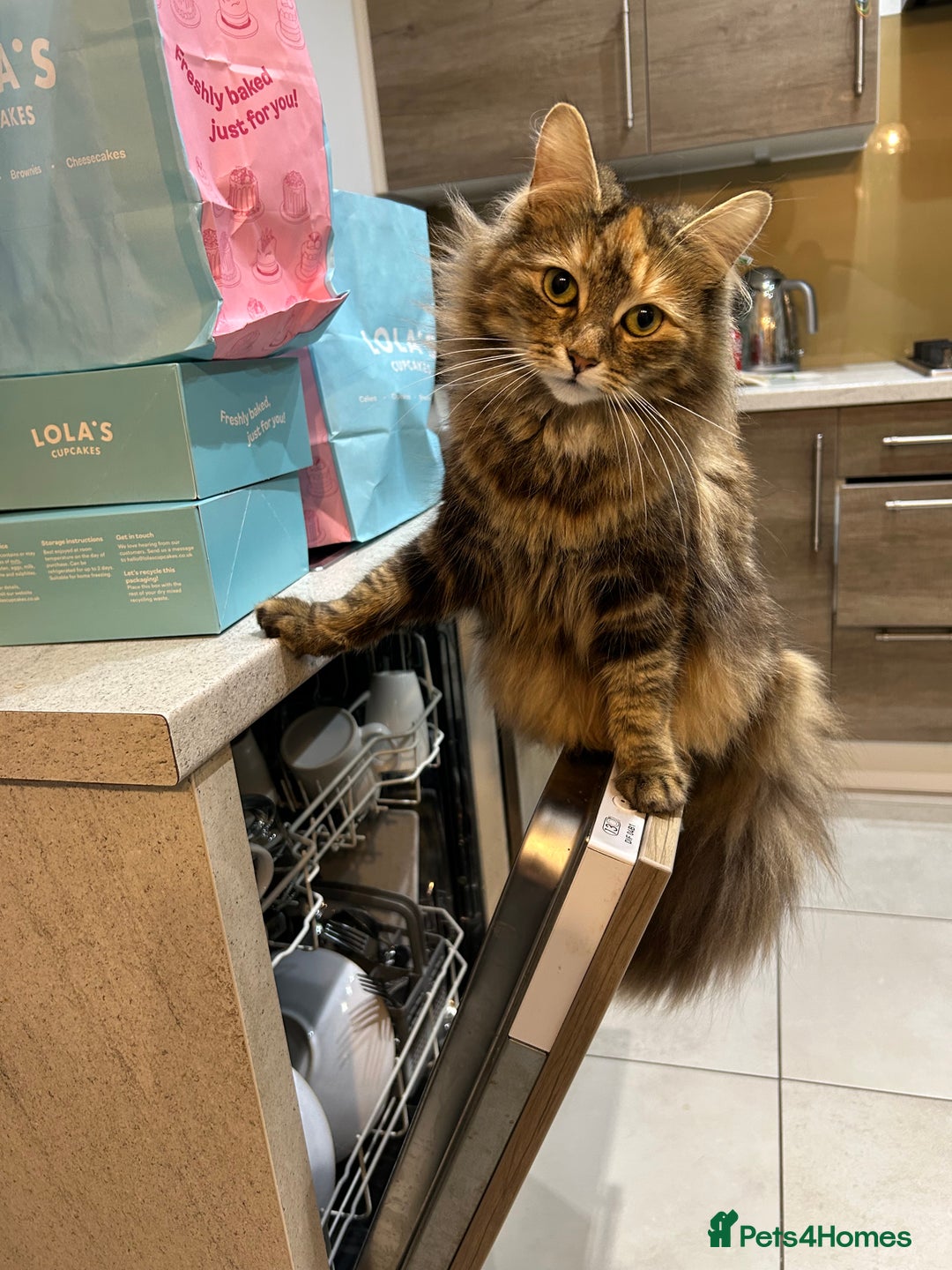 Mixed Breed cats for sale: Fluffy boy  - Image 5