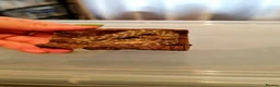 Snake reptiles for sale: Malagasy cat eyed snakes - Advert 4