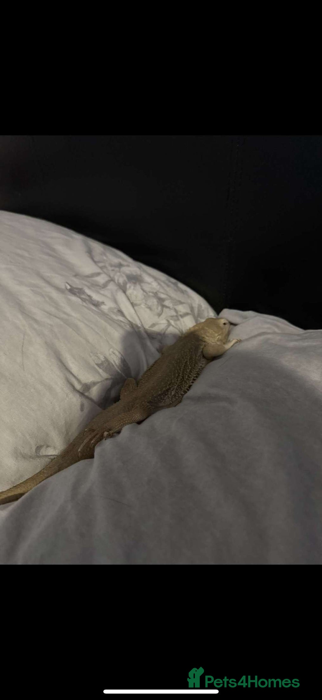 Dragon reptiles for sale: Beared dragon can come with vivarium  - Image 4