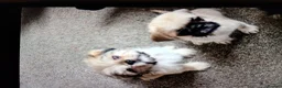Mixed Breed dogs for sale: Pugz boy puppies,  - Advert 7