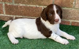 English Springer Spaniel dogs for sale: FTCH sired English Springer Spaniel Puppies - Image 17
