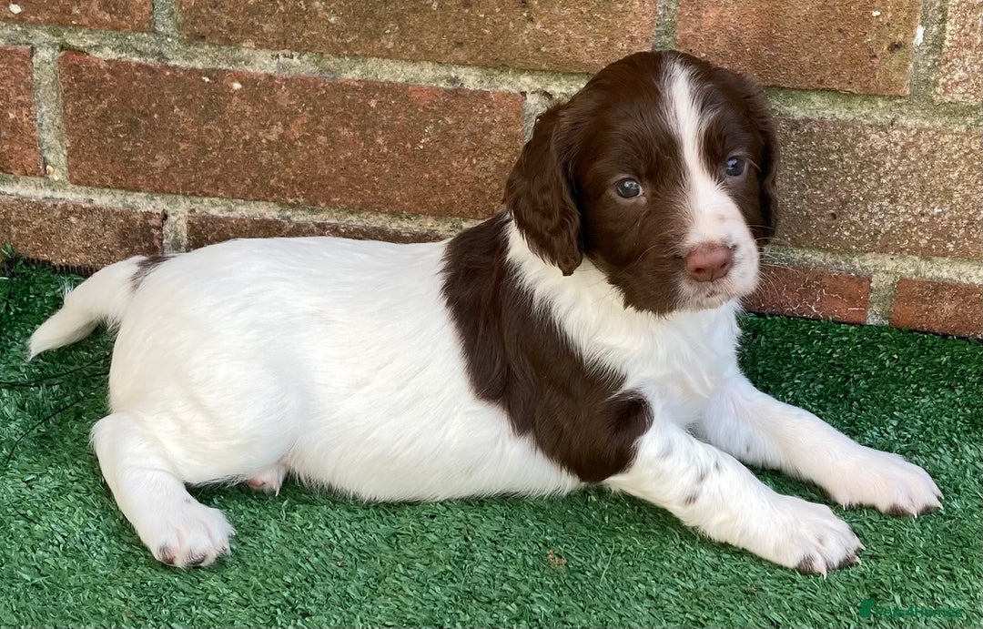 English Springer Spaniel dogs for sale: FTCH sired English Springer Spaniel Puppies - Image 17
