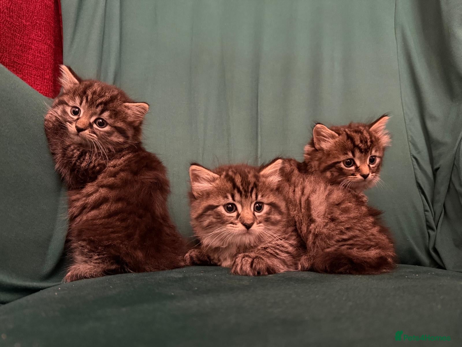 Mixed Breed cats Tabby kittens sale  - Advert 1