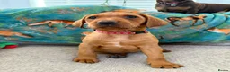 Labrador Retriever dogs for sale: Pedigree Puppies from a Family Home - Advert 18