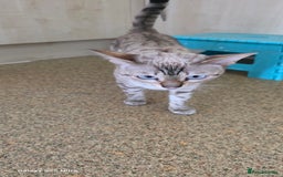 Bengal cats for sale: Bengal .. British short-hair cross - Image 9
