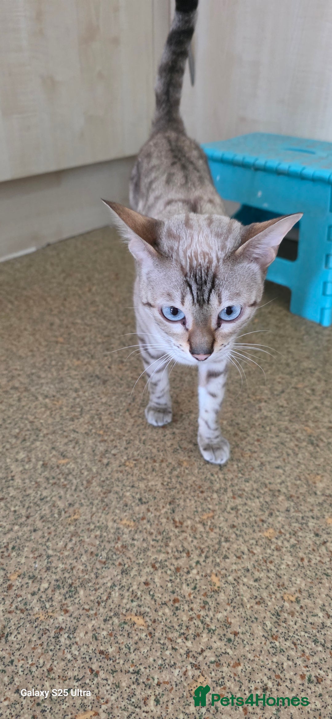 Bengal cats for sale: Bengal .. British short-hair cross - Image 9