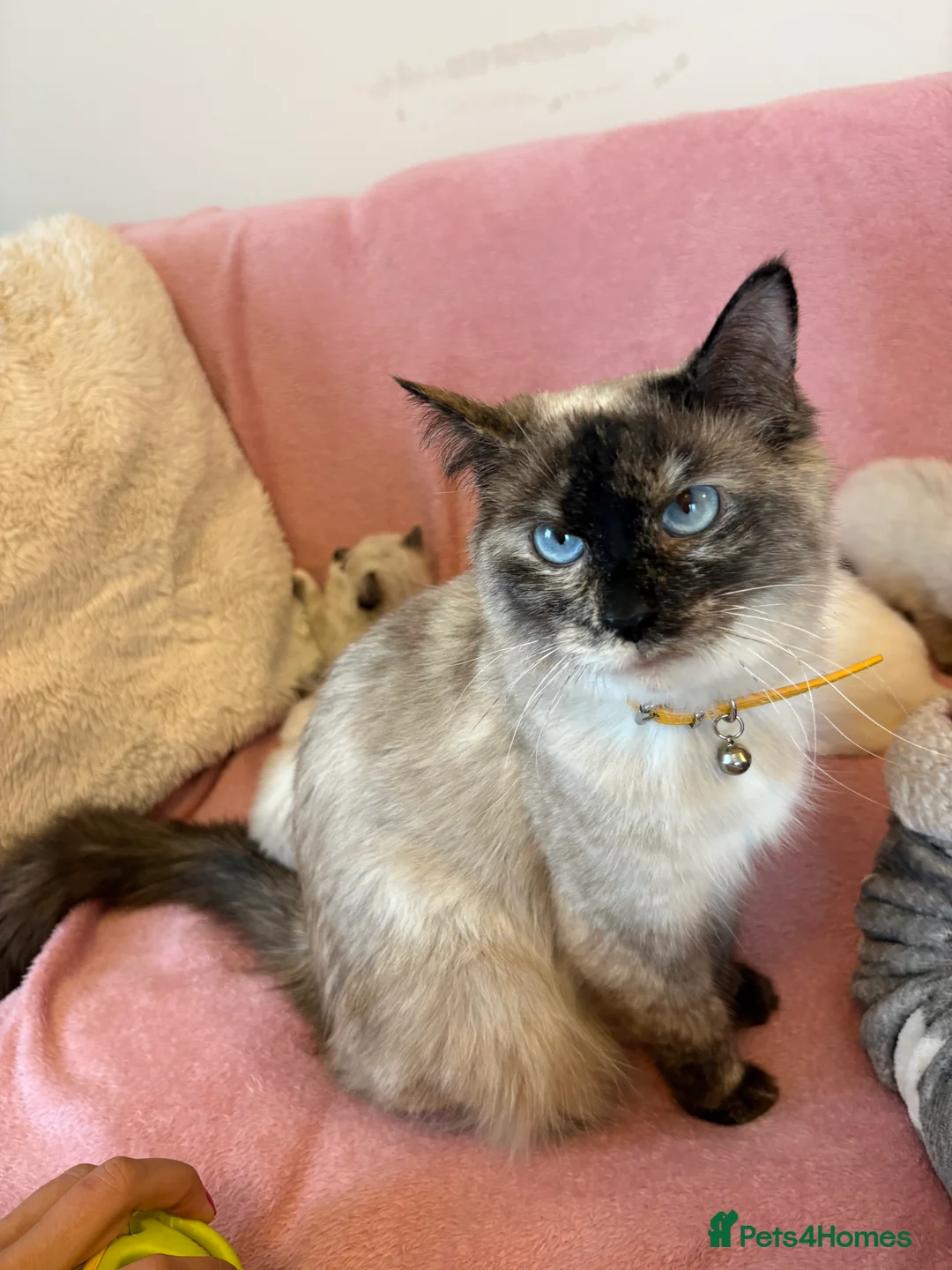 Ragdoll cats for sale: Ragdoll x Siamese Gorgeous kittens 3 Girls 2 Boys - Advert 1
