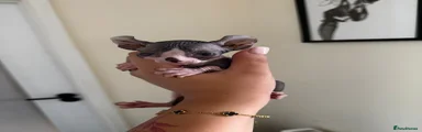 Sphynx 1