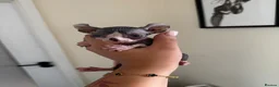 Sphynx cats for sale: Gorgeous elf kittens for sale  in Colchester - Advert 6