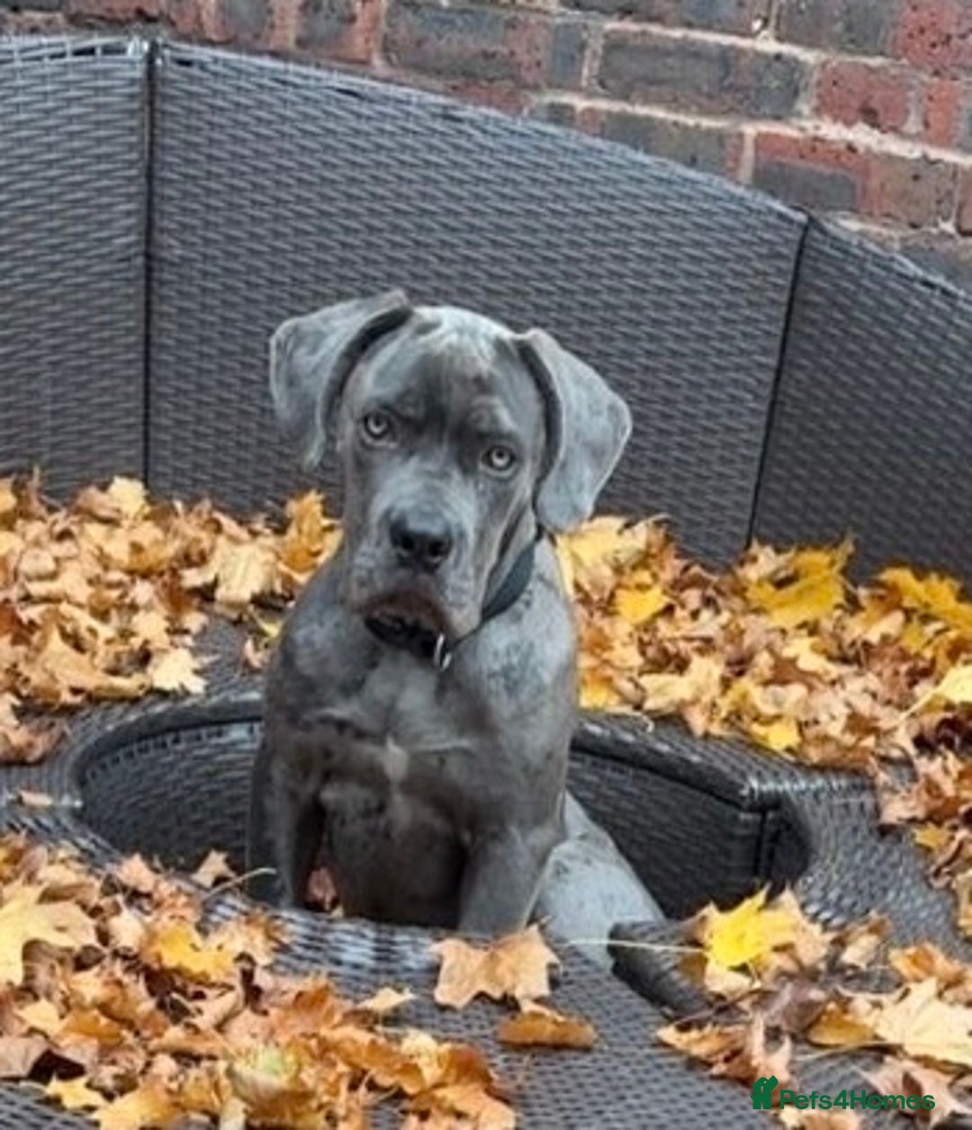 Cane Corso dogs for sale: Male cane corso  - Advert 3