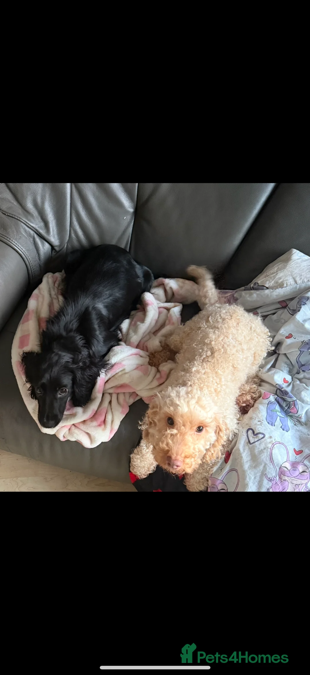 Cockapoo dogs for sale: F1 cockapoos  - Advert 1