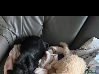 Cockapoo dogs F1 cockapoos - Advert 1