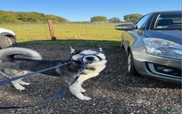 Siberian Husky dogs for sale: Kind bubbly Husky  - Image 1