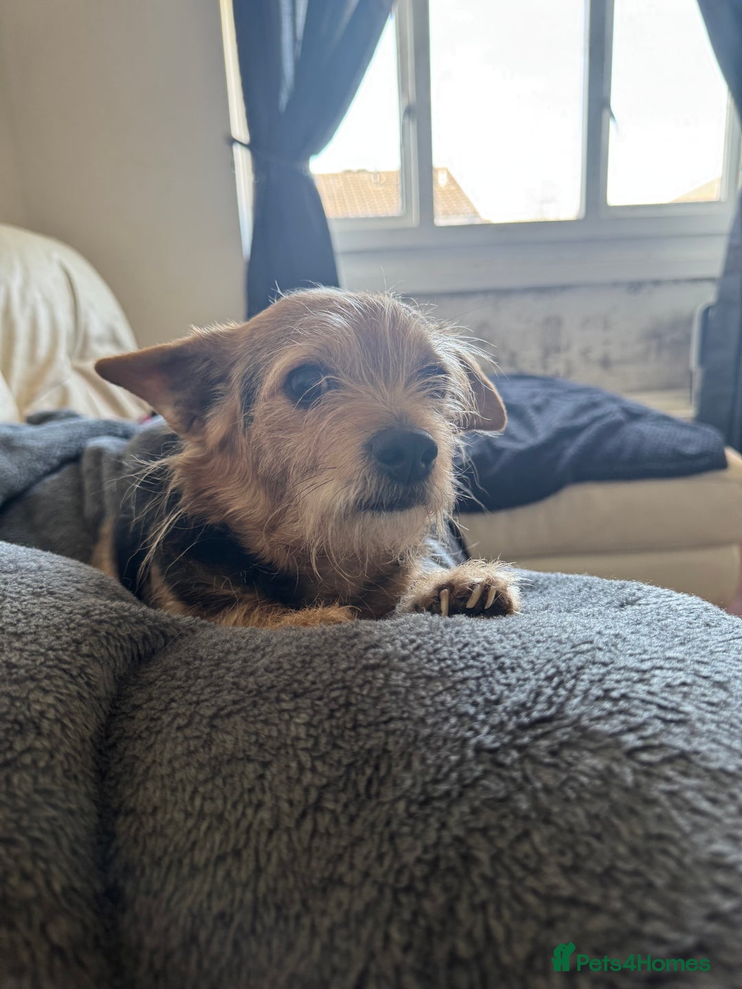 Chorkie dogs for sale: Male chorkie  - Image 2