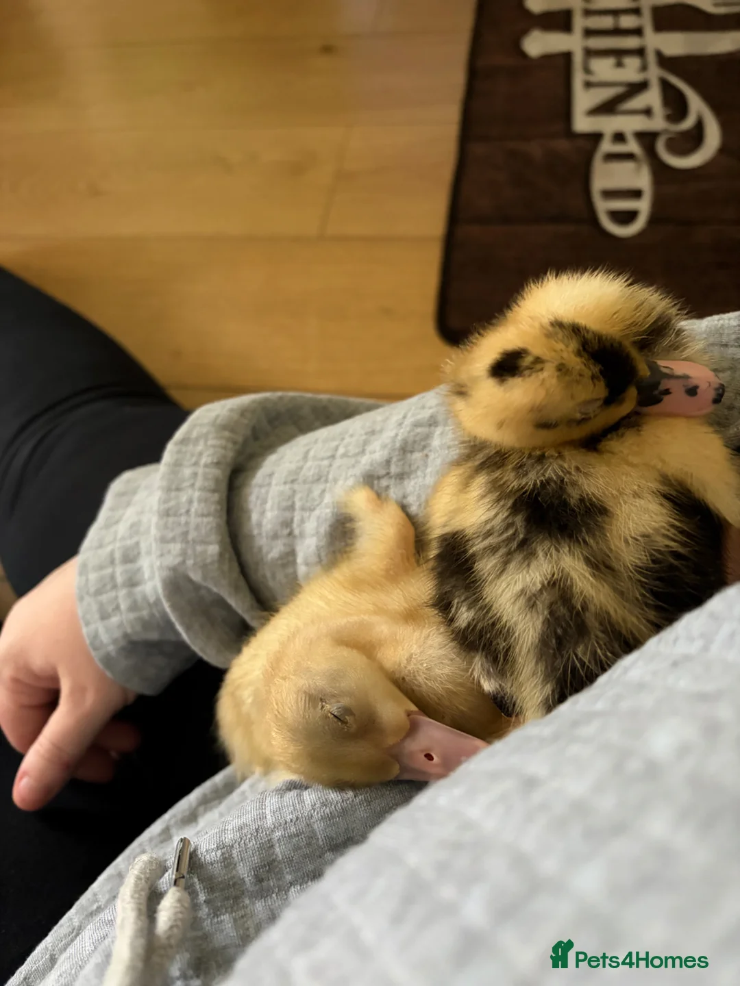 Ducks poultry for sale: 2 Indian runner ducklings unsexed - Advert 4