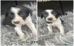 Sprollie dogs for sale: 🩶Beautiful sprollie puppies🩶  - Image 3