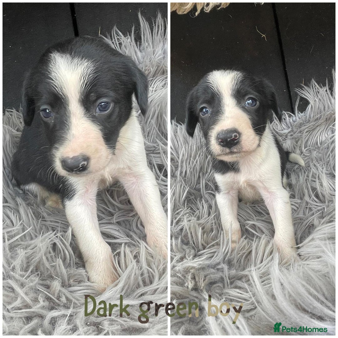 Sprollie dogs for sale: 🩶Beautiful sprollie puppies🩶  - Image 3