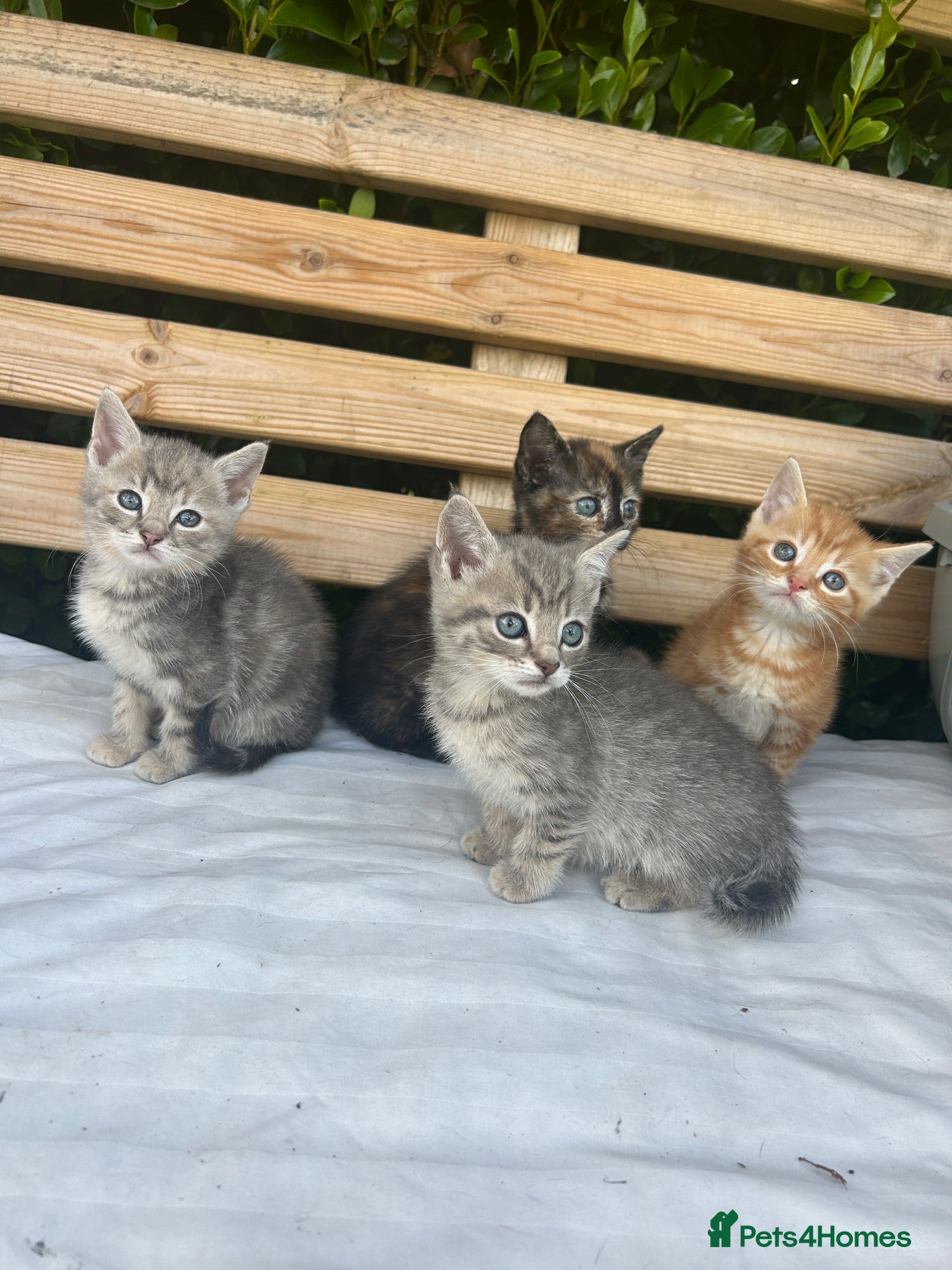 Mixed Breed cats 4 kittens for sale  - Advert 6