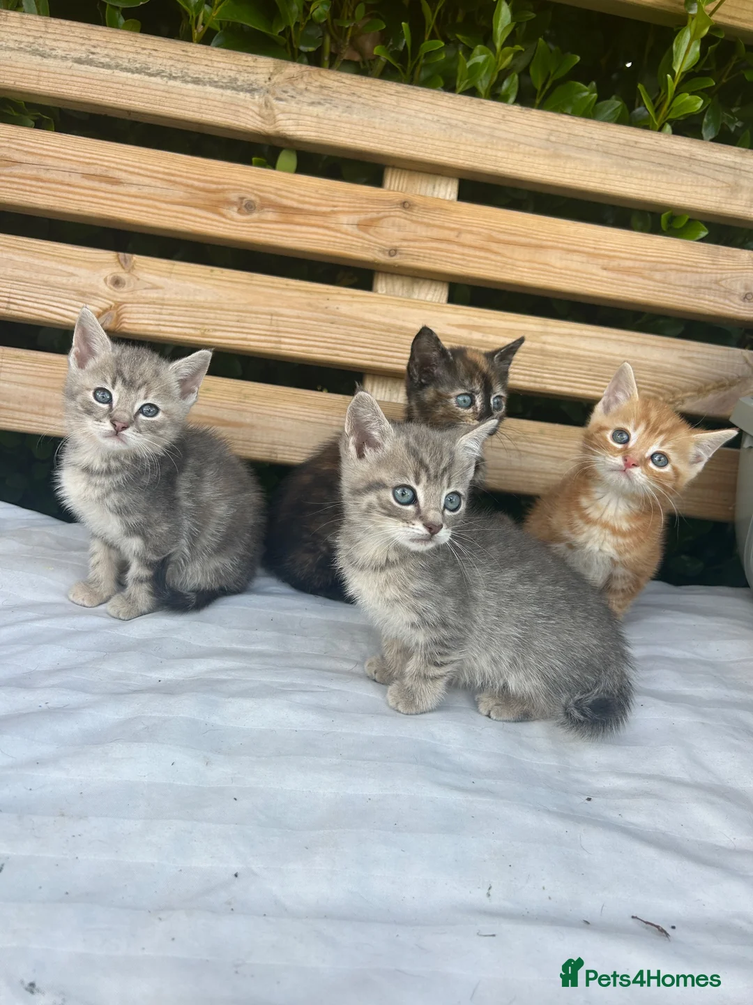 Mixed Breed cats for sale: 4 kittens for sale  - Advert 1