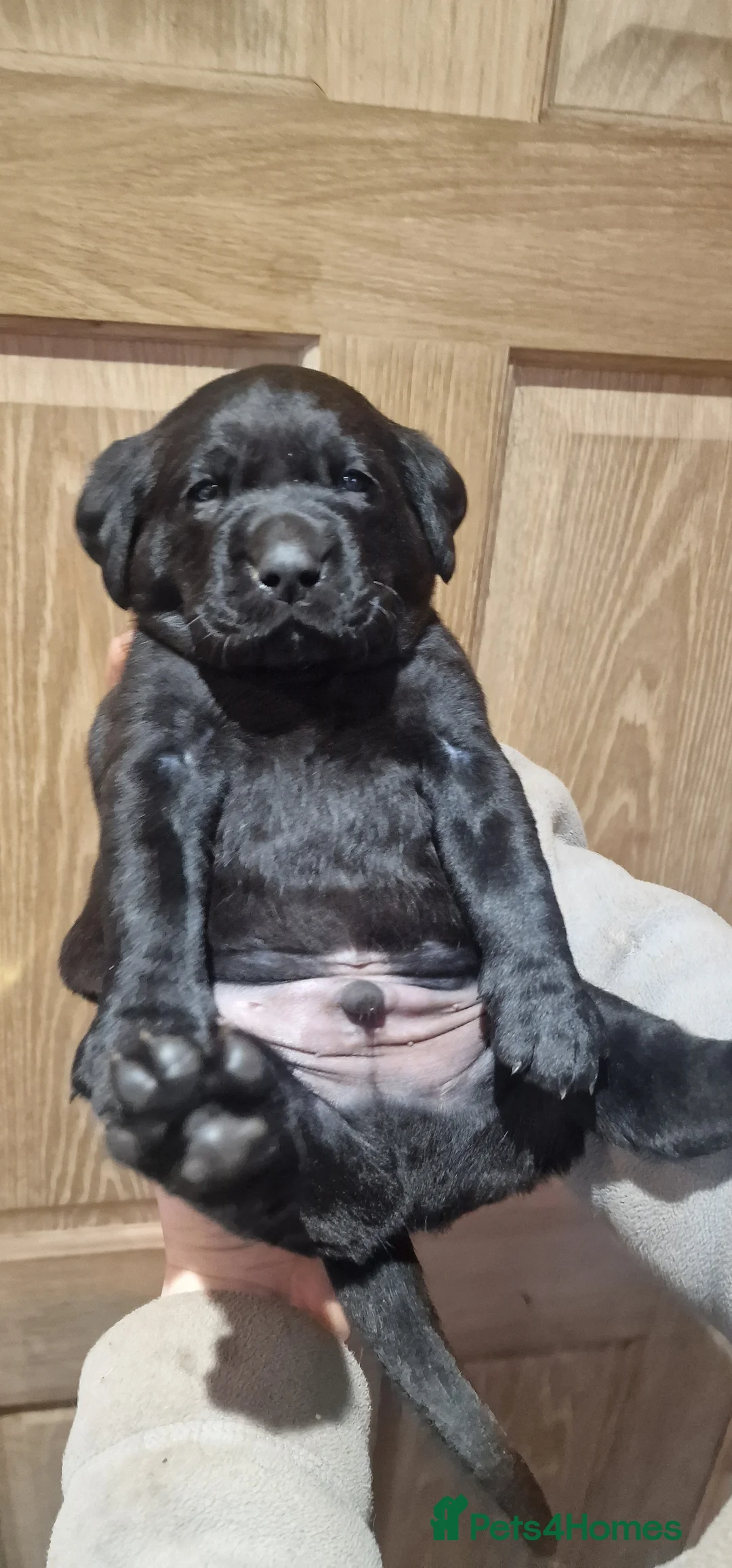 Labrador Retriever dogs for sale: Stunning KC Labrador Pups, Health tested parents  - Advert 12