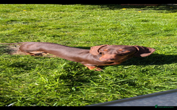 Miniature Dachshund dogs for sale: Miniature dachshund puppies - Advert 2