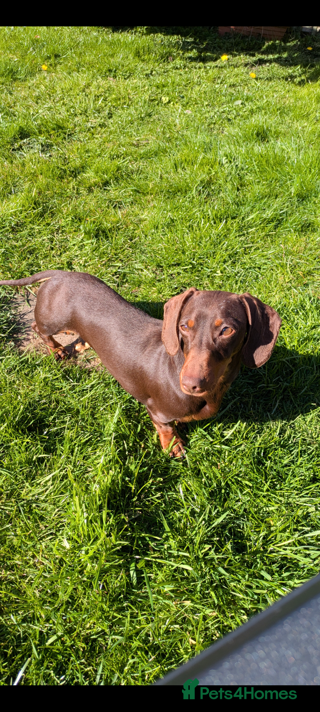 Miniature Dachshund dogs for sale: Miniature dachshund puppies - Advert 2