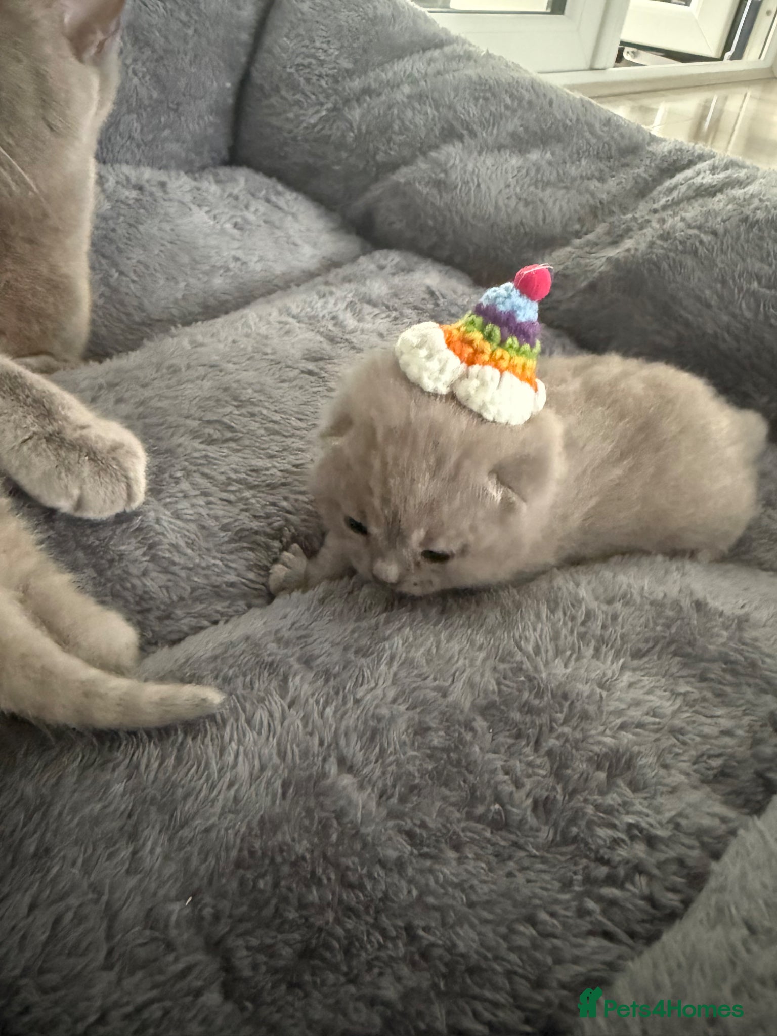 British Shorthair cats Lilac British shorthair  - Advert 3