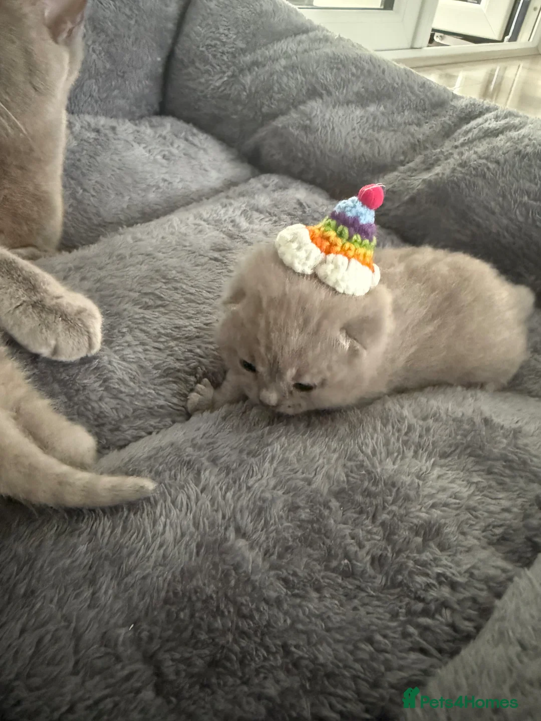 British Shorthair cats for sale: Lilac British shorthair  - Advert 1