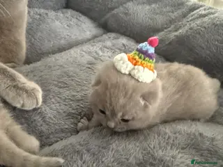 British Shorthair cats Lilac British shorthair - Advert 2