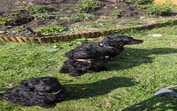 Cockapoo dogs for sale: TRAINED PUPPY - Cockapoo - essential training in Port Talbot - Image 16