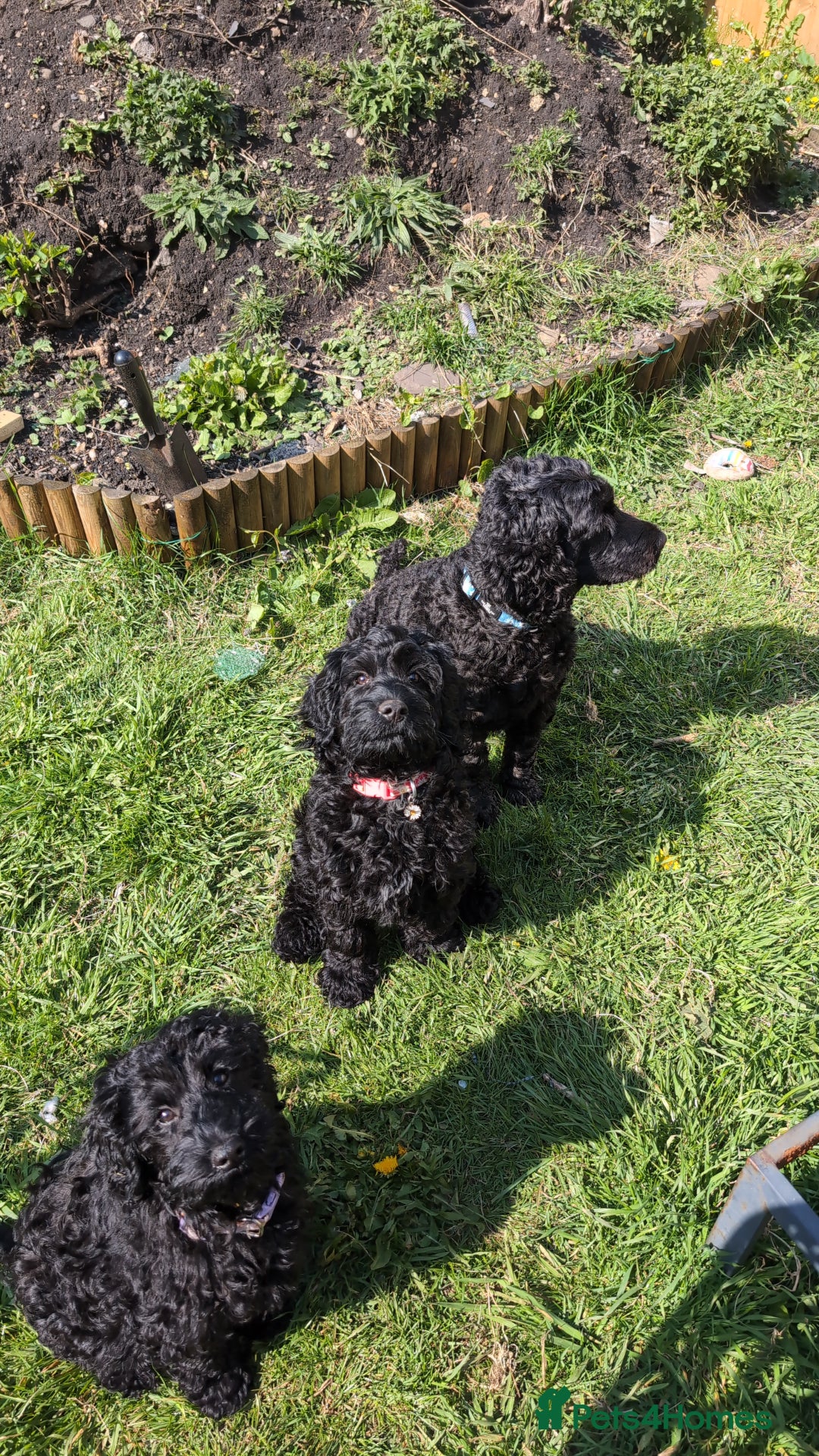 Cockapoo dogs for sale: TRAINED PUPPY - Cockapoo - essential training in Port Talbot - Image 16
