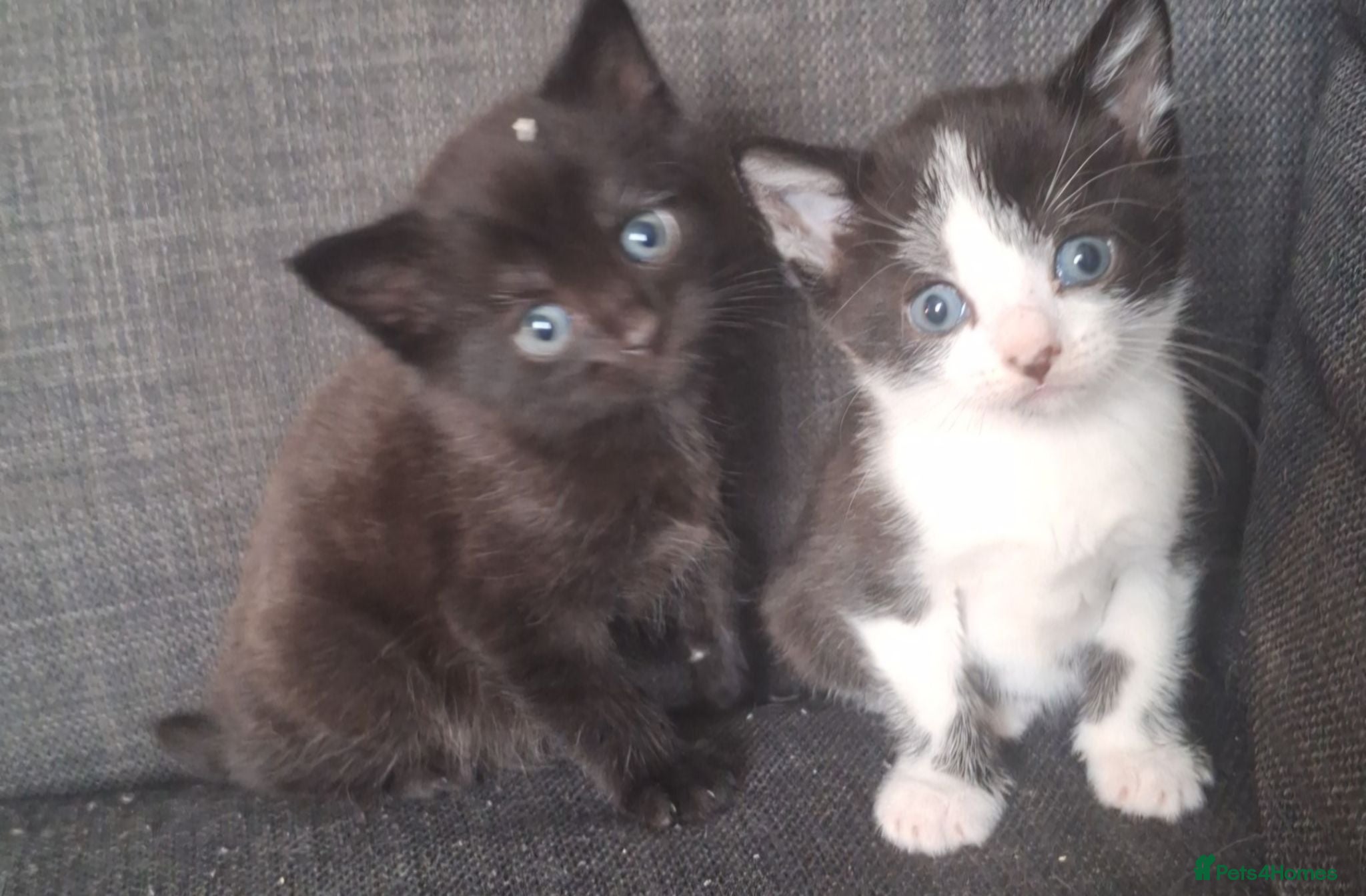 Ragdoll cats Stunning ragdoll x kittens - Advert 17