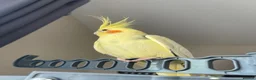 Cockatiels birds for sale: Loving male cockatiel looking for home in Reading - Advert 5