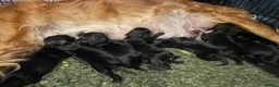 Goldador dogs for sale: Extensively health tested Goldador 5⭐️ homebreeder - Advert 11