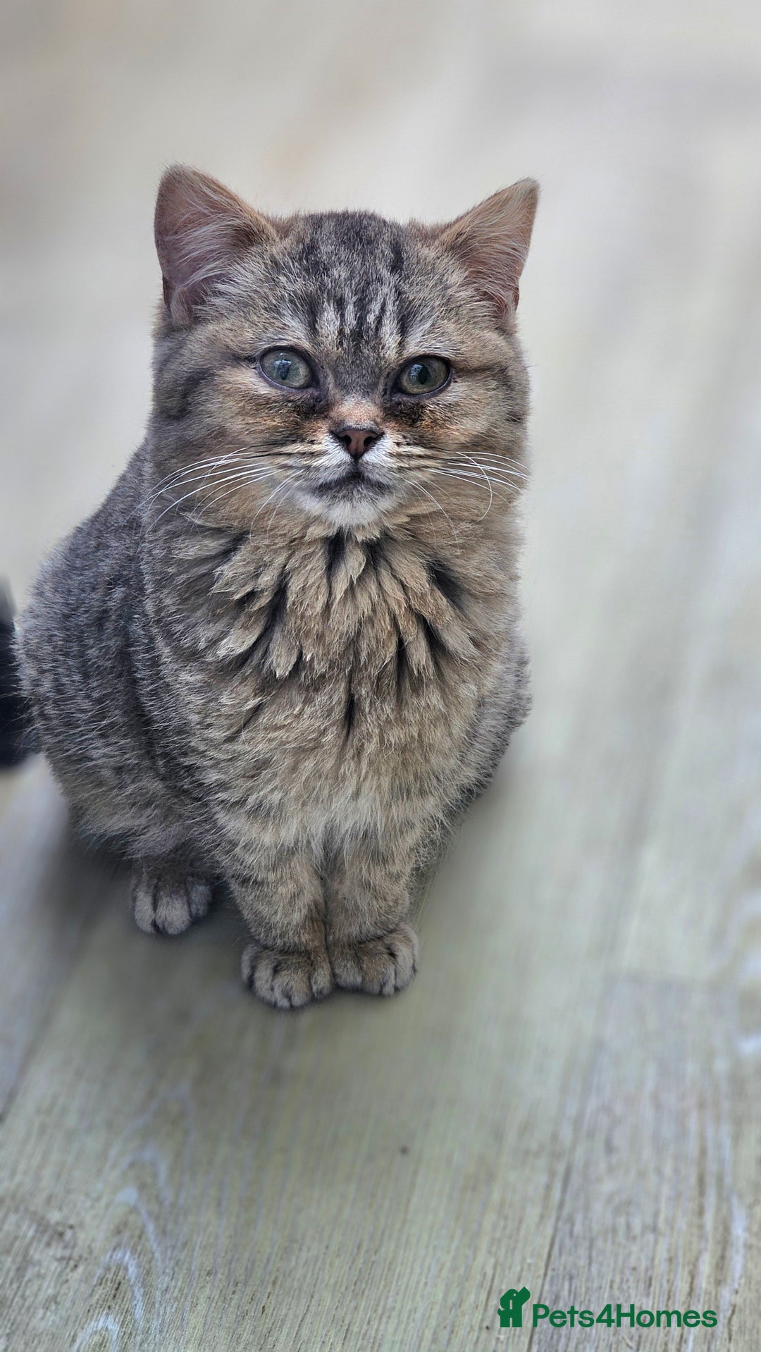 British Shorthair cats for sale: Pure Breed British Shorthair Tabby Female Kitten - Advert 7