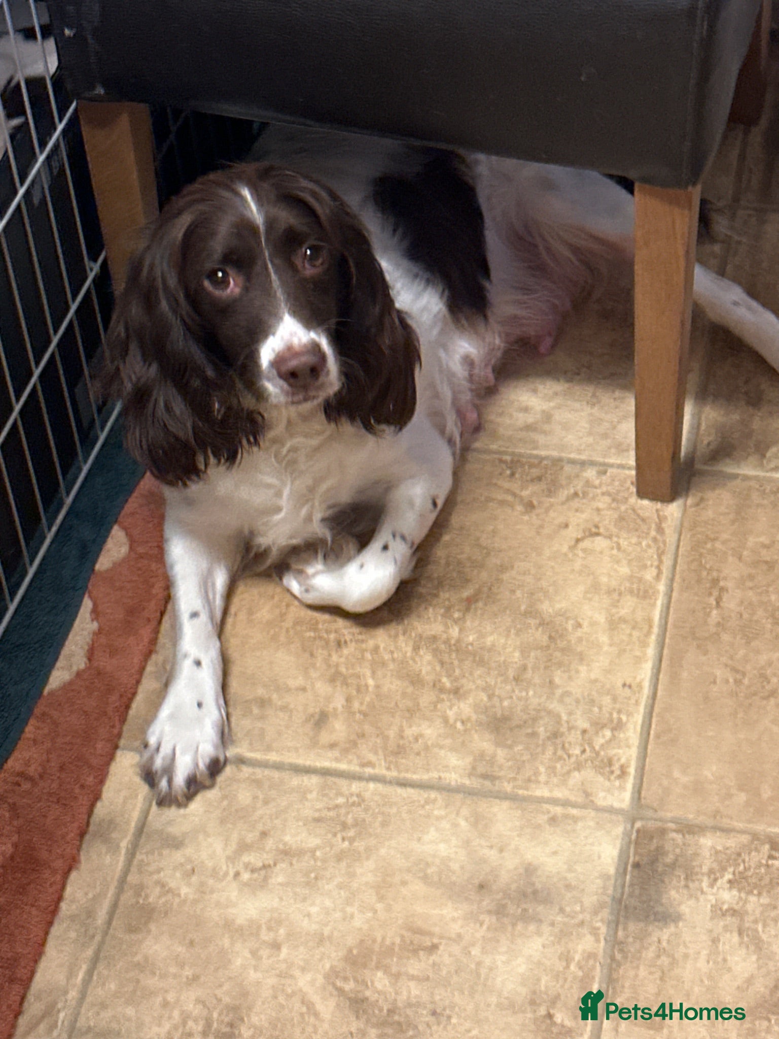 English Springer Spaniel dogs Adorable Kennel club registered ESS puppies  - Advert 2