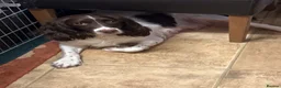 English Springer Spaniel dogs for sale: Adorable Kennel club registered ESS puppies  - Advert 3