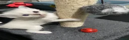 Ragdoll cats for sale: Adorable Lilac point Ragdoll kittens - Advert 3