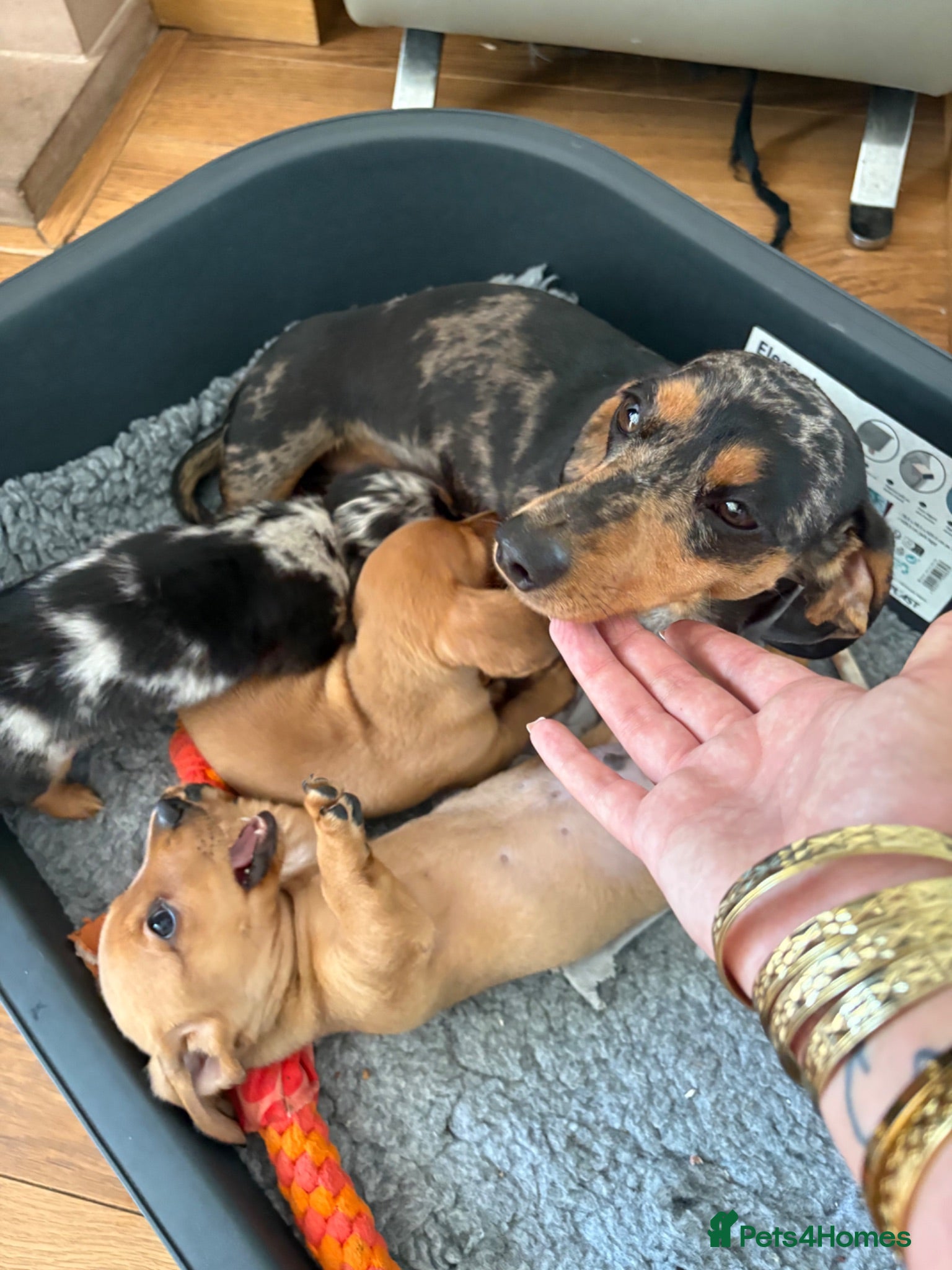 Miniature Dachshund dogs Stunning miniature dachshunds💖 - Advert 5
